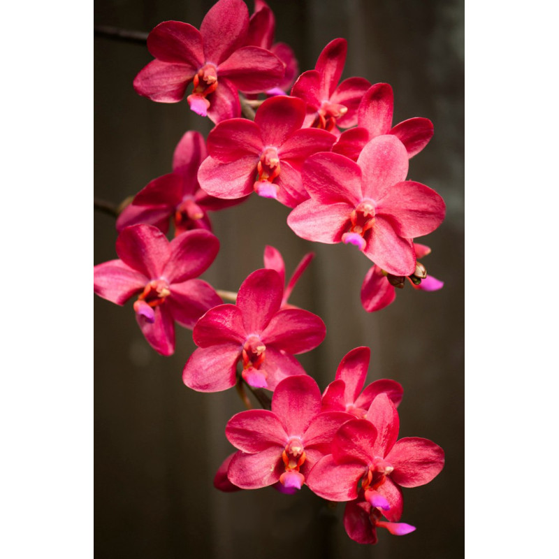 Орхидея Phal. Buddhas Treasure уценка - купить, доставка Украина